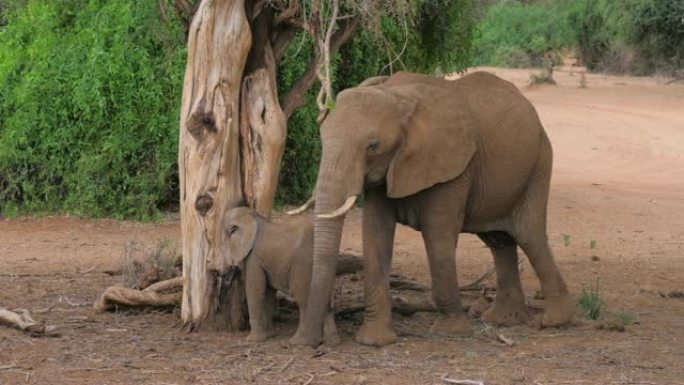 在干燥的树上有婴儿的非洲象吃树皮和树叶