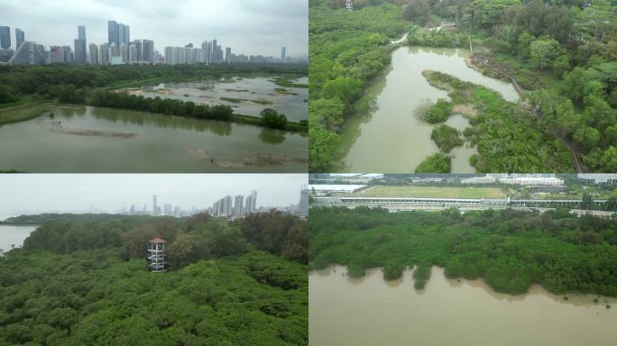 深圳福田红树林生态公园