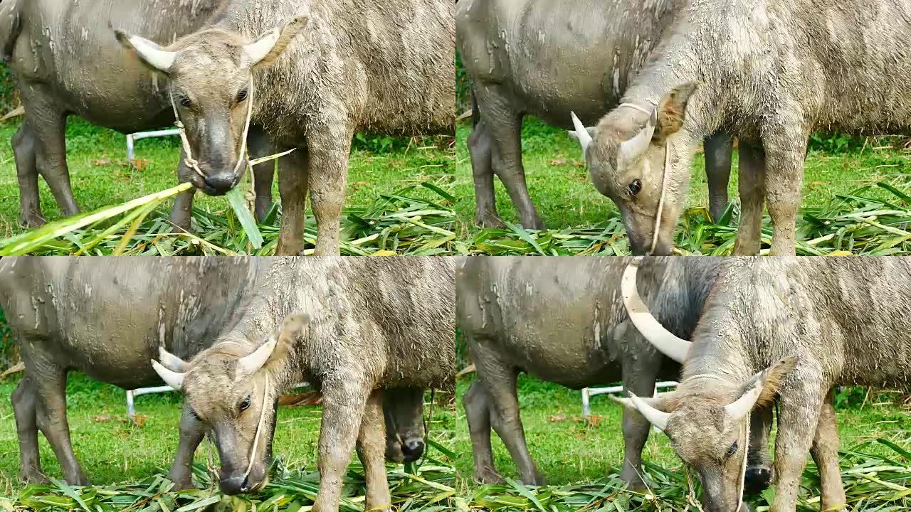 动物野生动物视频泰国农村的水牛在农业和畜牧业概念领域吃草。