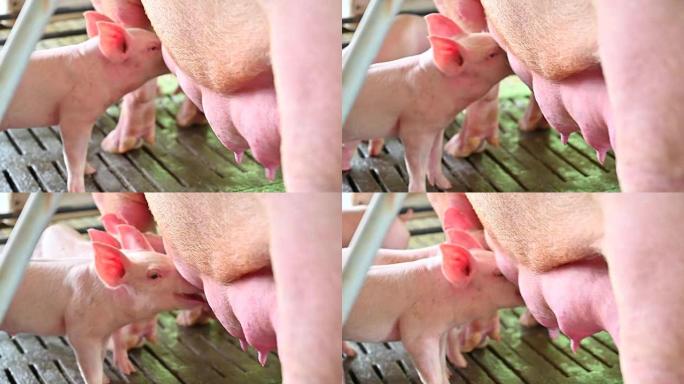 仔猪哺乳母猪特写镜头