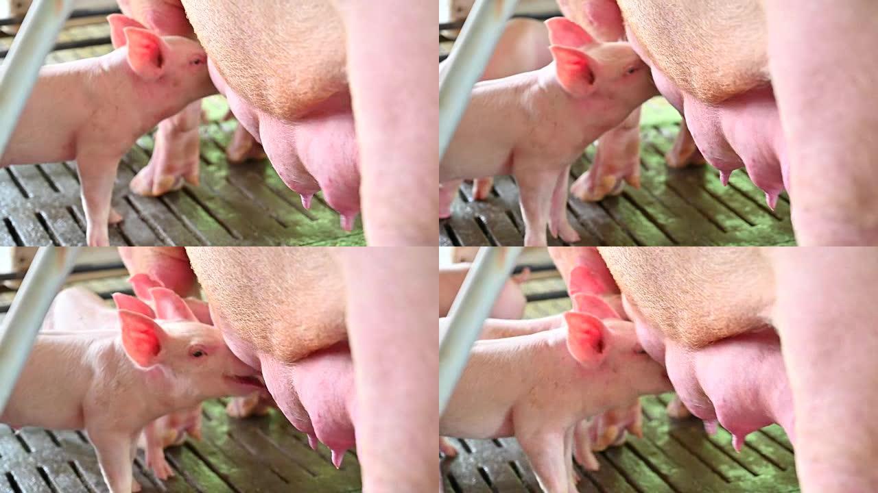 仔猪哺乳母猪特写镜头