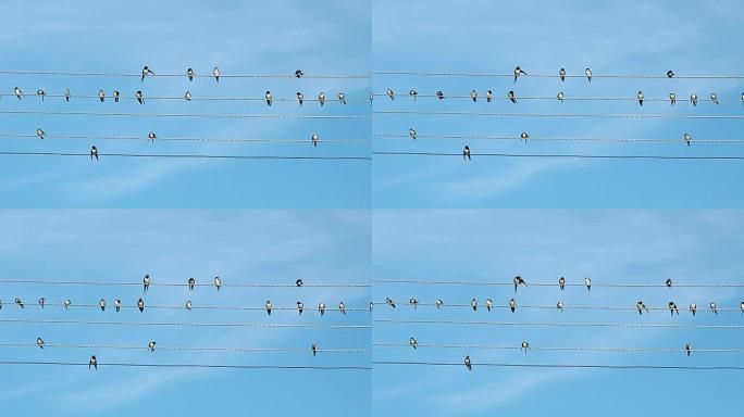 鸟群坐在电线上。打印时记录的黑白鸟。蓝色夏日天空背景下的鸟儿。