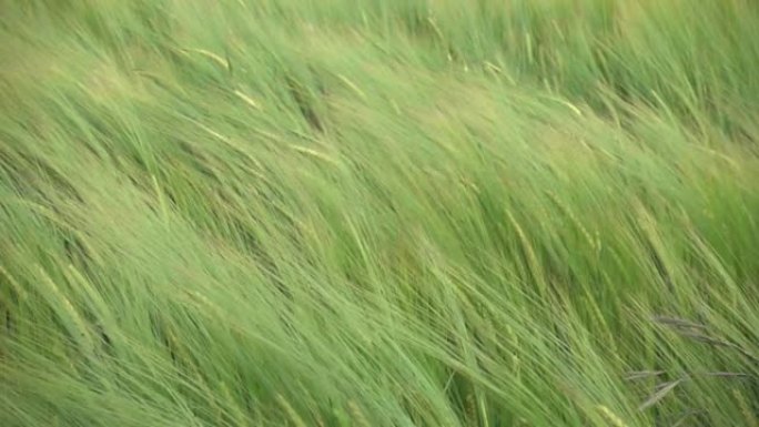 绿色大麦田，玉米田在风中称重，慢动作，风浪流过地表