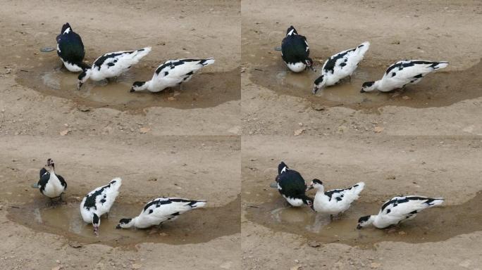 黑白鸭高清视频，可爱的国产黑白村鸭，一个村鸭头的特写，白黑鸭，自然环境下的鸭子，