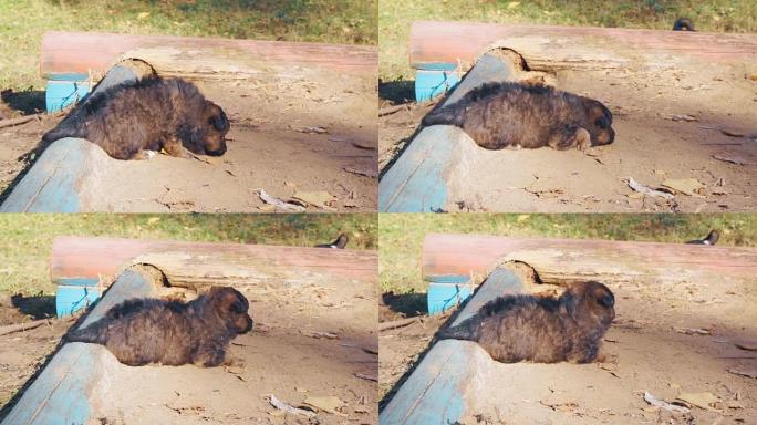 一只无家可归的矮胖小狗躺在沙滩上，脸上带着悲伤，想睡觉