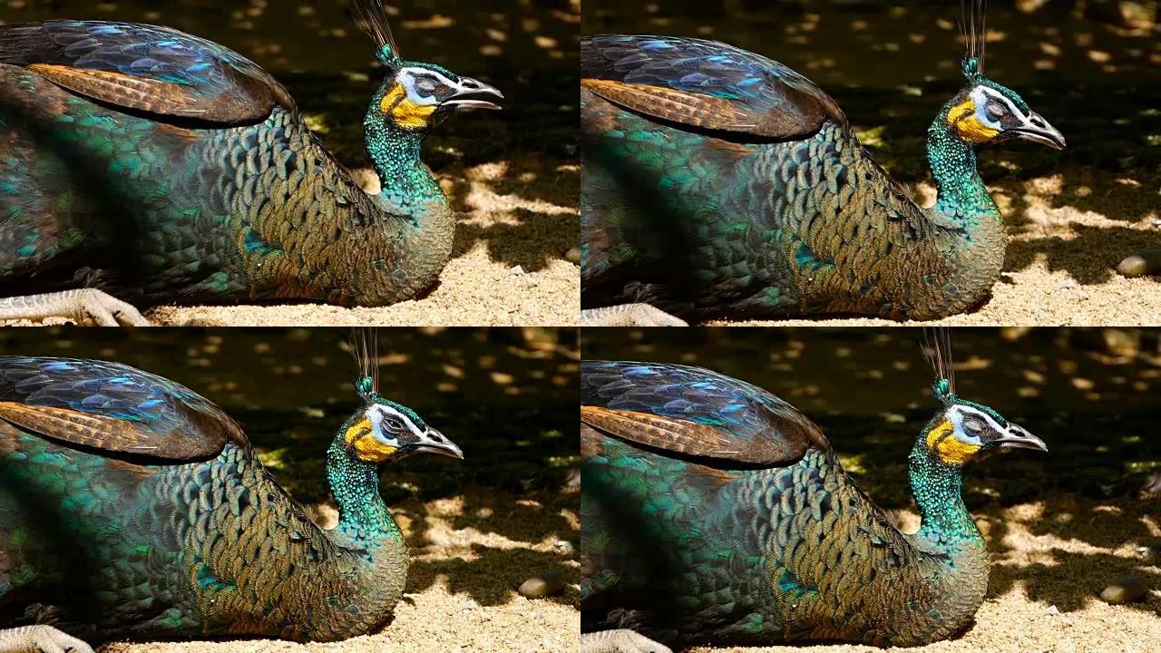 优雅的野生异国鸟，多彩的艺术羽毛。孔雀纹理羽毛的特写。飞行的印度绿色孔雀