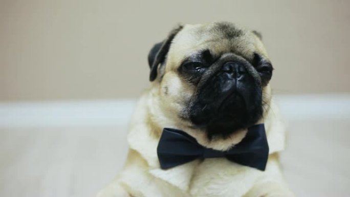 优雅搞笑哈巴狗的特写肖像坐着领结参加婚礼或当上班族，看着镜头，又累又懒