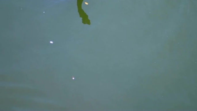 漂浮在湖上的黑天鹅