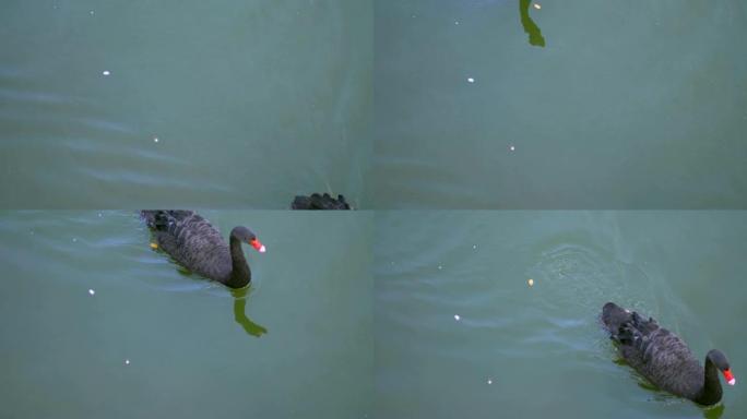 漂浮在湖上的黑天鹅