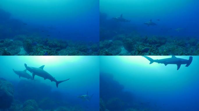 深海礁石的扇形锤头鲨群