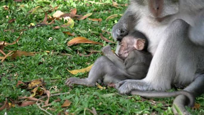 在巴厘岛乌鲁瓦图神庙，猕猴婴儿和母亲在草地上休息的特写镜头