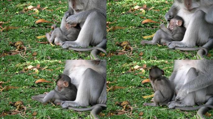 在巴厘岛乌鲁瓦图神庙，猕猴婴儿和母亲在草地上休息的特写镜头