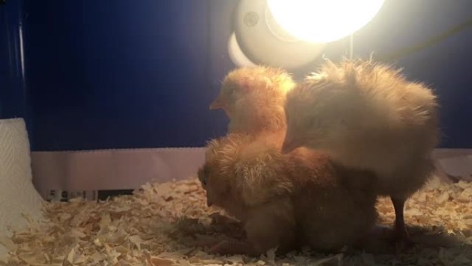 小鸡在加热灯下热身