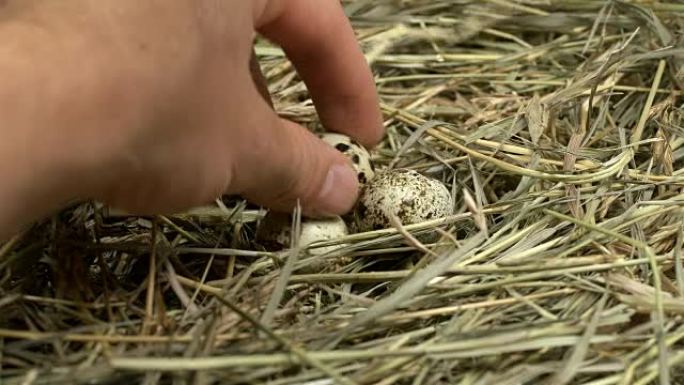 人类从干草制成的巢中取鹌鹑蛋