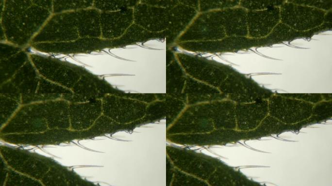 显微镜下的荨麻叶。刺痛荨麻叶 (荨麻) 下侧的极端特写，显示刺痛细胞或毛毛。放大五倍。特写。UHD 