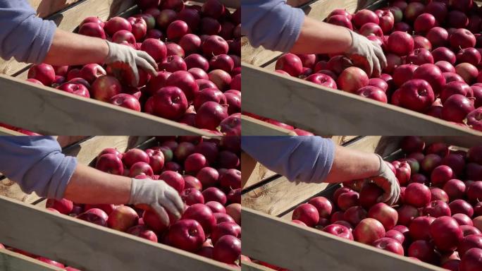 每年收获期装满成熟苹果的木箱。