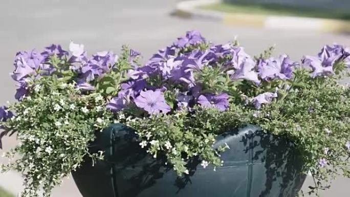 室外五彩牵牛花花坛花坛。