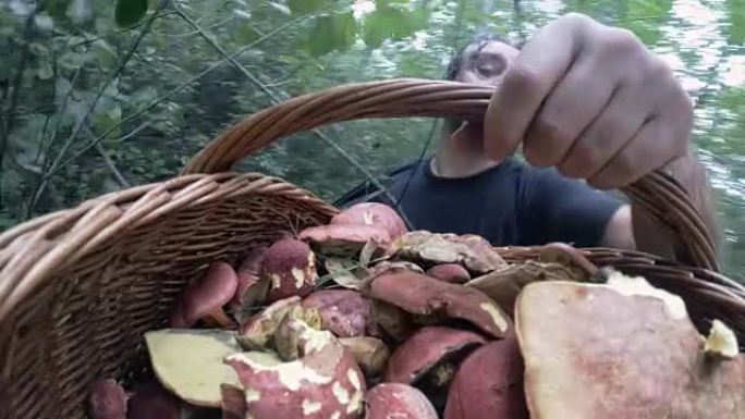在宾夕法尼亚州波科诺斯的阿巴拉契亚森林中采集蘑菇的成熟人
