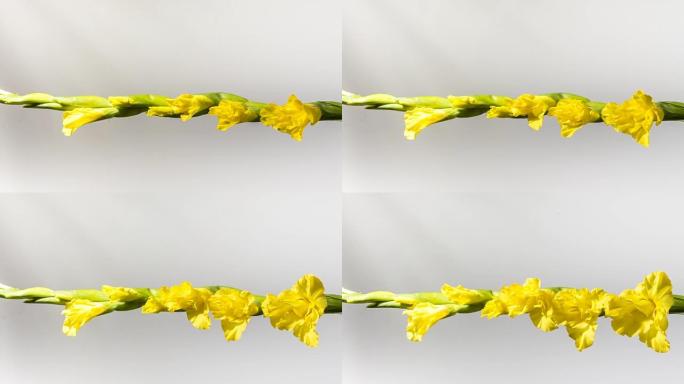 美丽的黄色剑兰美丽的黄色剑兰花绽放花开花