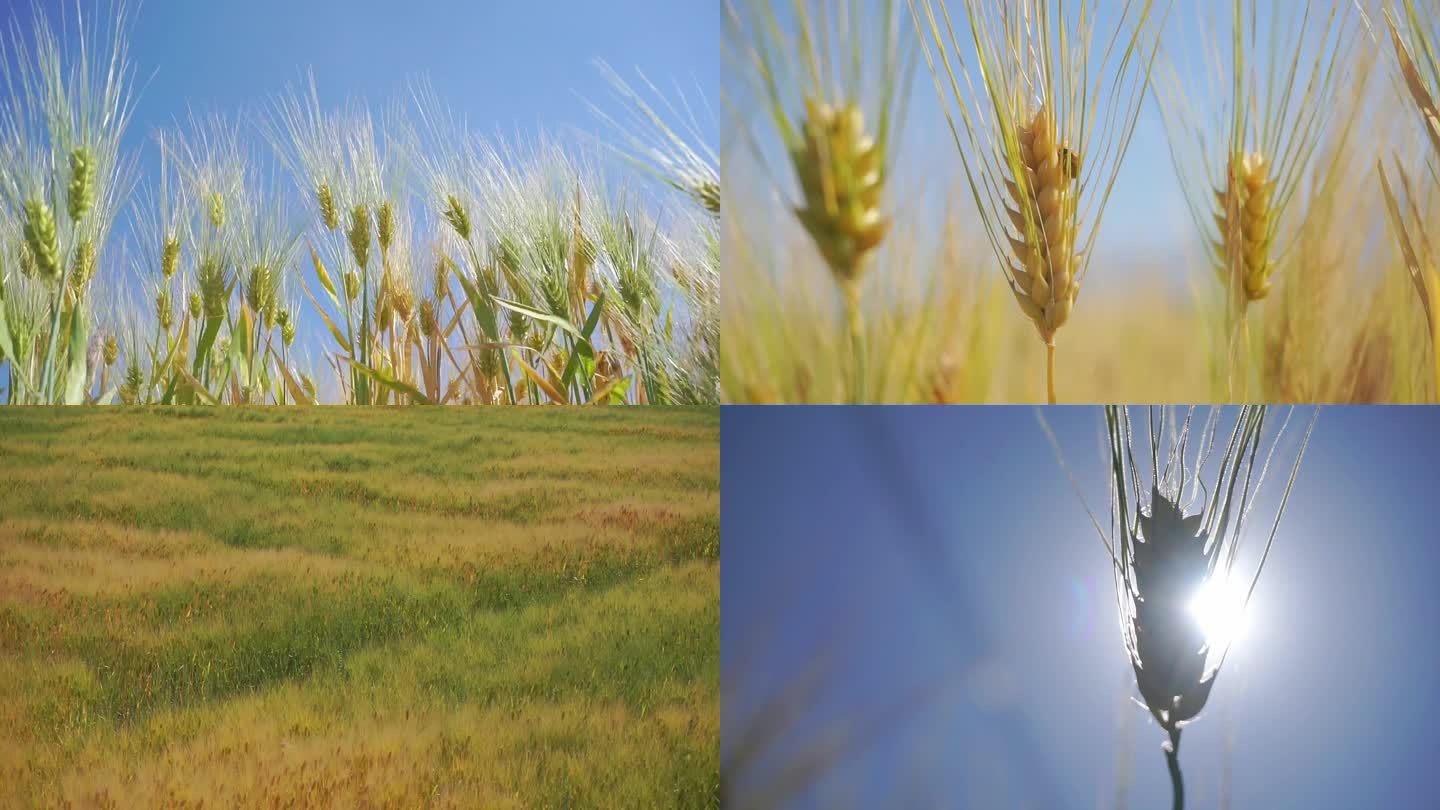 麦浪、麦子、丰收、农业、小麦、麦田 粮食
