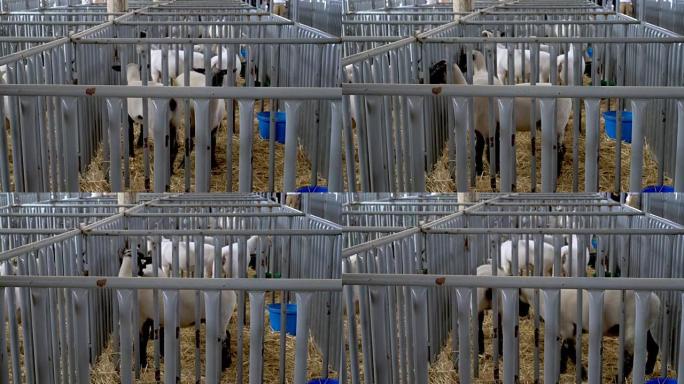 在县集市上的笼子里有4k羔羊