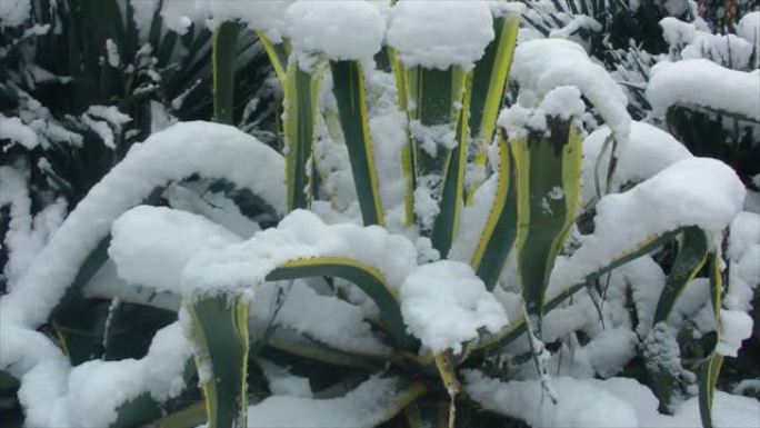 积雪覆盖的异国植物