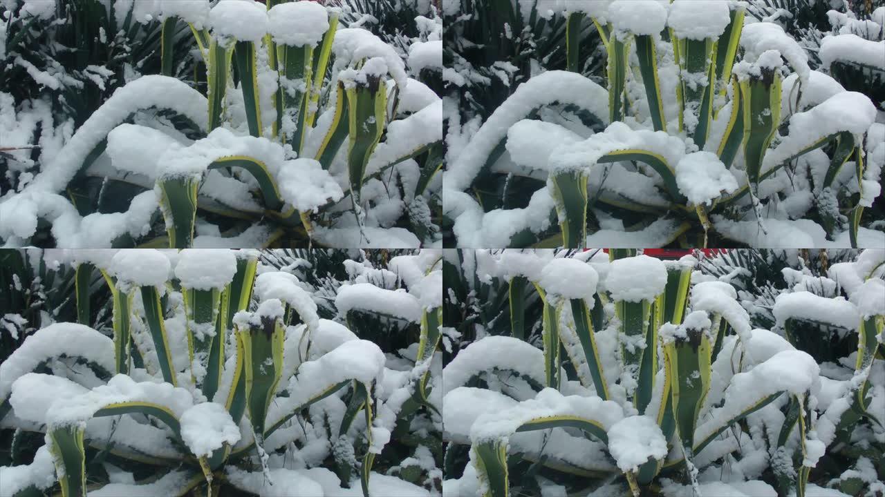 积雪覆盖的异国植物