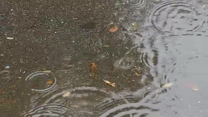 水坑里有一滴雨