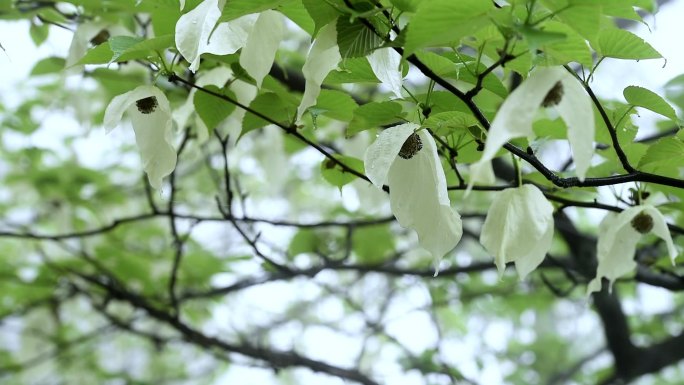 鸽子花珙桐树唯美特写鸽子花自然生态素材