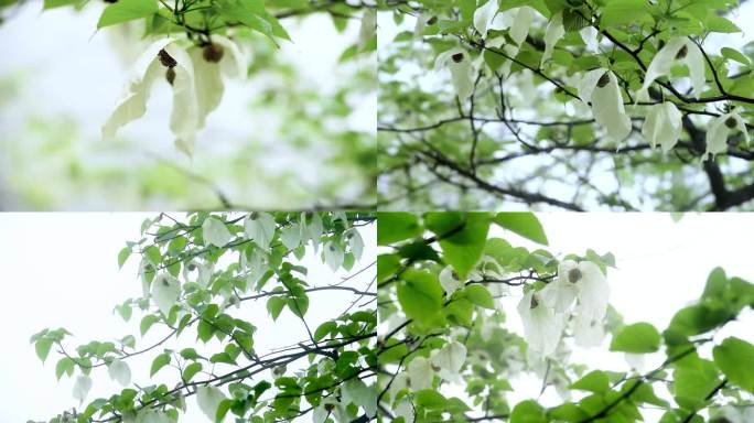 鸽子花珙桐树唯美特写鸽子花自然生态素材