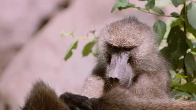 狒狒猴子吃虱子