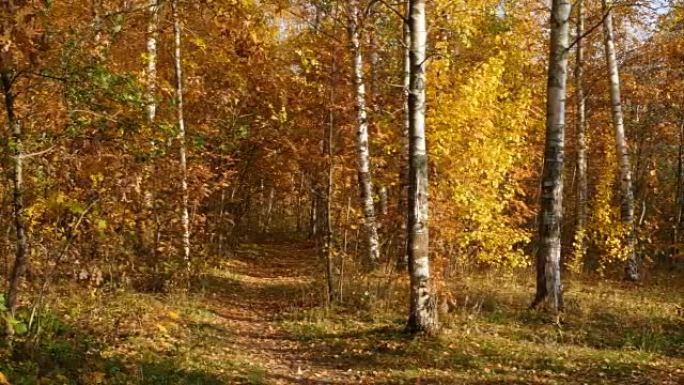 秋天森林落下的黄叶全景