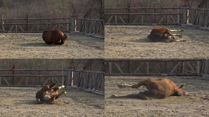 美丽的棕色马躺在尘土中滚动