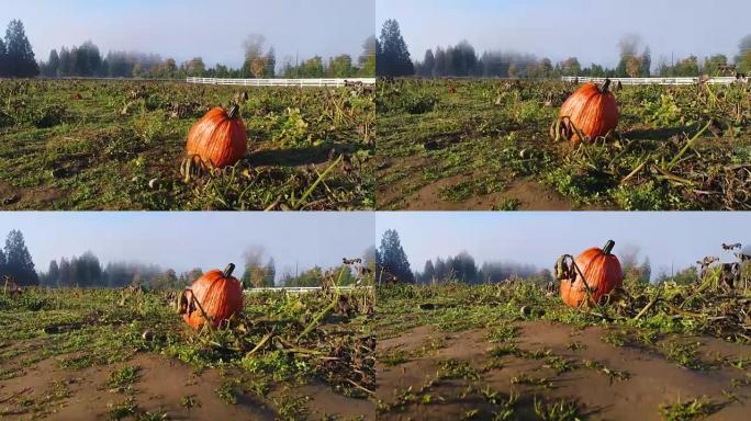 野外相机中的一个橙色南瓜掉向土壤