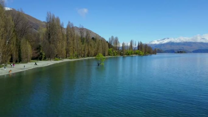 4K.春天瓦纳卡湖瓦纳卡树的鸟瞰图。新西兰南岛受欢迎的旅游目的地之一。