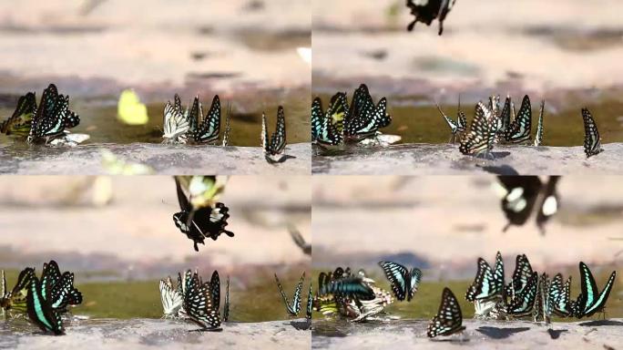 蝴蝶在石头上自然进食。