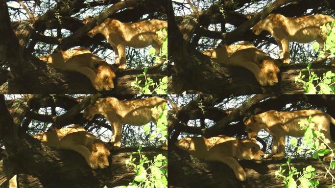狮子在树上休息