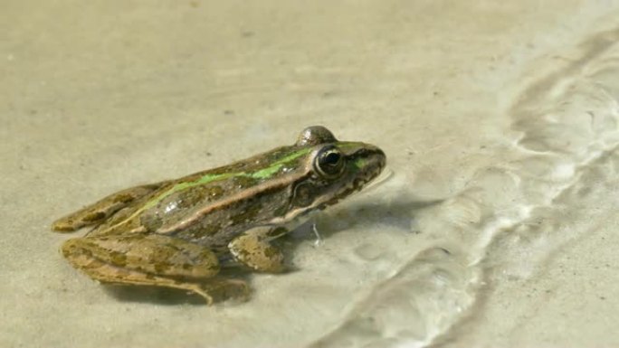 绿色青蛙坐在水中的河岸上