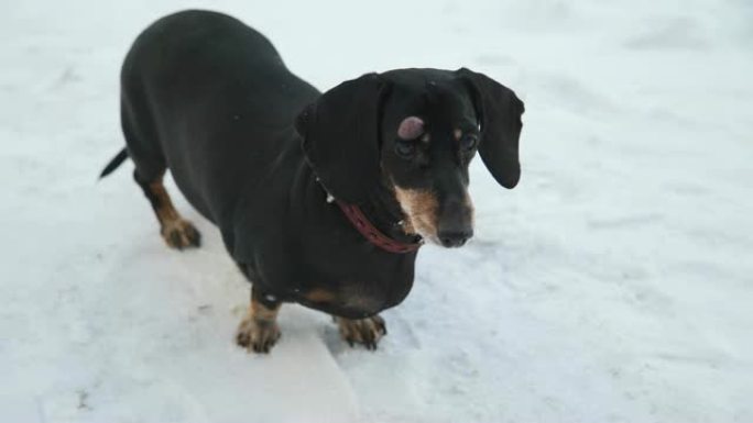 狗在雪地上环顾四周