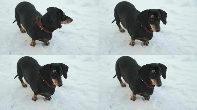 狗在雪地上环顾四周