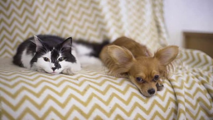 猫和狗。吉娃娃狗和毛茸茸的猫躺在家里的沙发上