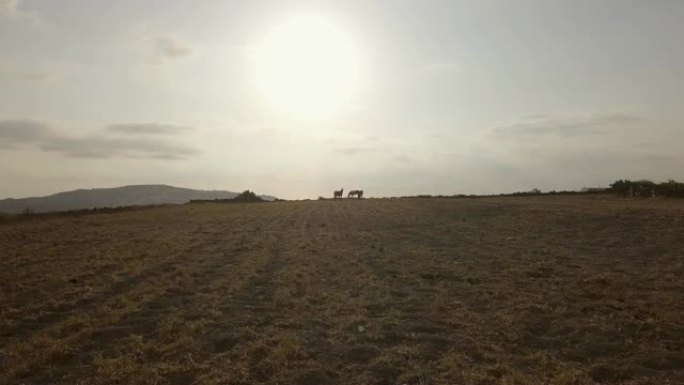 希腊空场上三匹马的鸟瞰图。