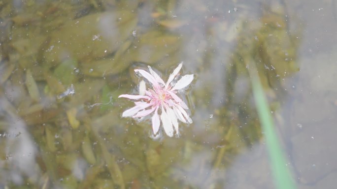 小公园 芦苇 水边 小河 黄花 小溪