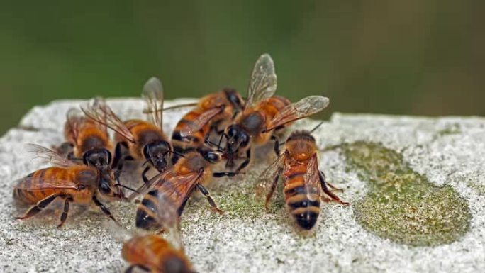 欧洲蜜蜂，蜜蜂，蜜蜂在石头上喝水，Trophalaxy，食物交换，诺曼底，实时4K