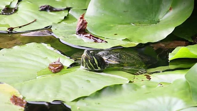 沼泽中的淡水红耳龟