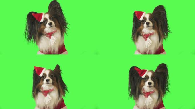 穿着圣诞老人服装的美丽狗Papillon在绿色背景上说话和逃跑视频
