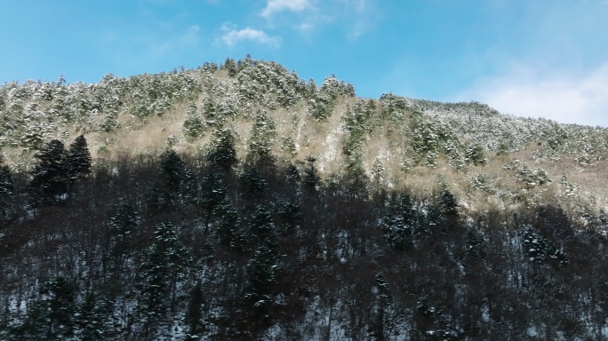 蓝天下雪后航拍冬季森林