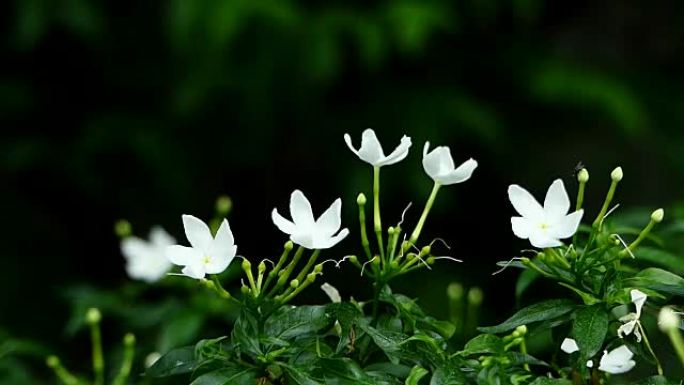 温暖阳光下的白色茉莉花