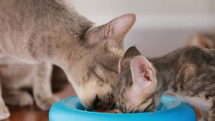 大猫和小猫从盘子里吃肉