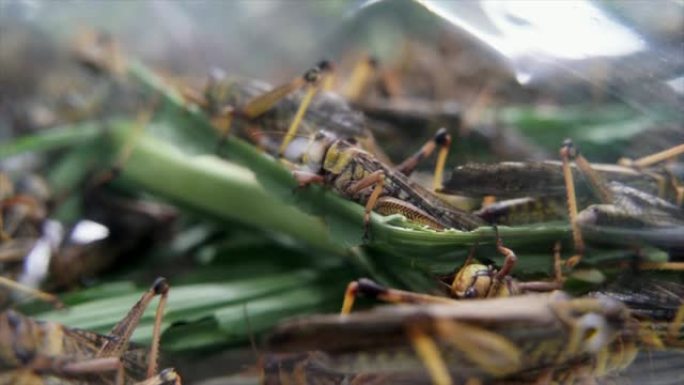 大量的蝗虫出没，爬行和跳跃